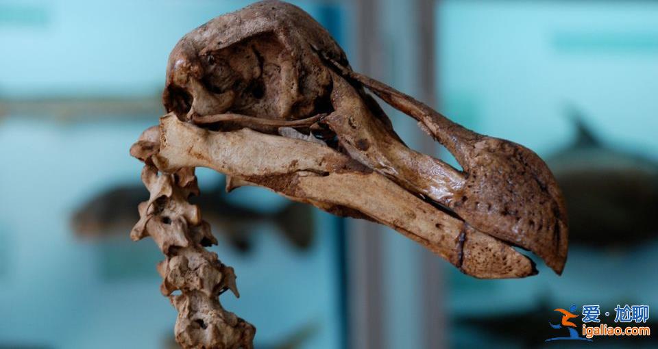 是復活還是制造新物種? 是復活還是制造新物種?