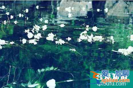 2022瀘沽湖水性楊花幾月開+花期+介紹？