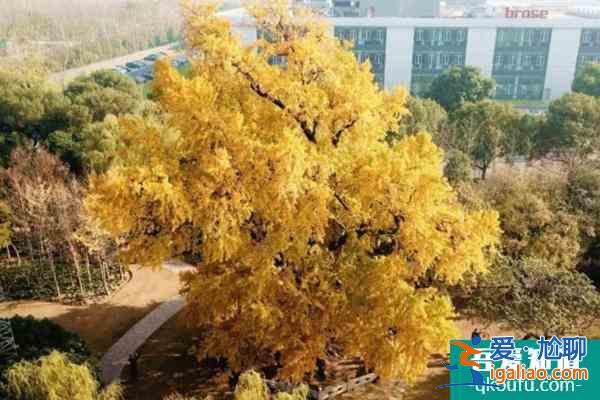 2021嘉定古樹(shù)公園最佳觀賞期？