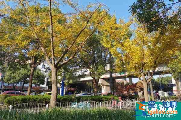 2021嘉定古樹(shù)公園最佳觀賞期？
