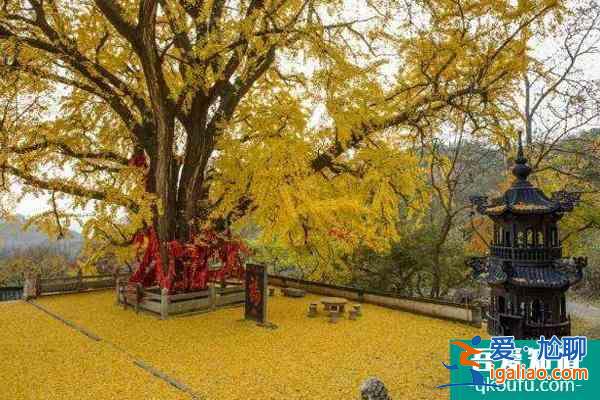 圣水觀(guān)銀杏什么時(shí)候黃 威海圣水觀(guān)銀杏樹(shù)齡? 圣水觀(guān)銀杏什么時(shí)候黃 威海圣水觀(guān)銀杏樹(shù)齡?