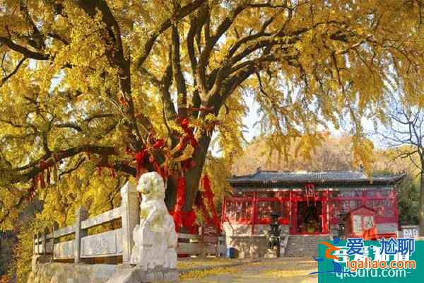 圣水觀(guān)銀杏什么時(shí)候黃 威海圣水觀(guān)銀杏樹(shù)齡? 圣水觀(guān)銀杏什么時(shí)候黃 威海圣水觀(guān)銀杏樹(shù)齡?