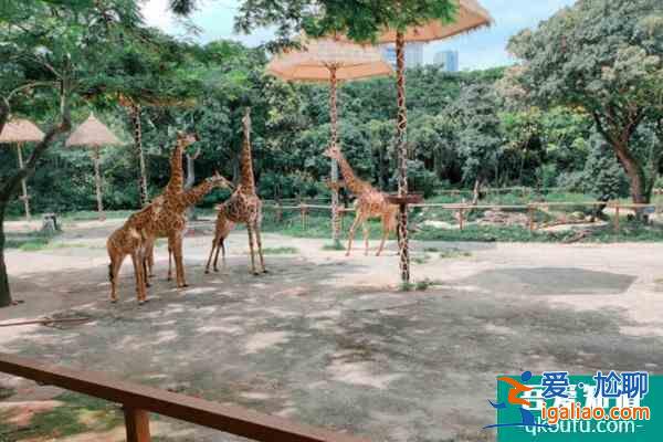 2021深圳野生動物園雙十二特惠門票價格？