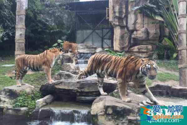 2021深圳野生動物園雙十二特惠門票價格？