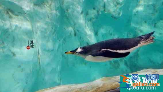 珠海長(zhǎng)隆海洋王國(guó)游玩攻略 2021珠海長(zhǎng)隆門票價(jià)格+優(yōu)惠政策+游玩項(xiàng)目推薦? 珠海長(zhǎng)隆海洋王國(guó)游玩攻略 2021珠海長(zhǎng)隆門票價(jià)格+優(yōu)惠政策+游玩項(xiàng)目推薦?