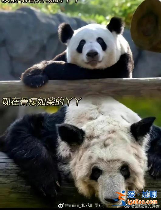 專家組即將赴美調查大熊貓樂樂死因 丫丫的回國手續正在辦理中？
