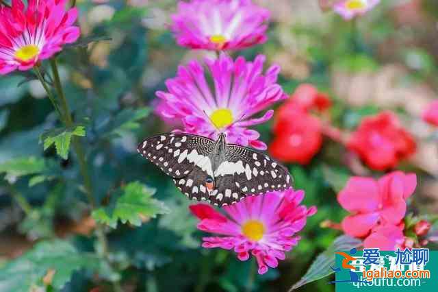 2021觀音山森林公園開放時間 東莞觀音山森林公園開放了嗎? 2021觀音山森林公園開放時間 東莞觀音山森林公園開放了嗎?