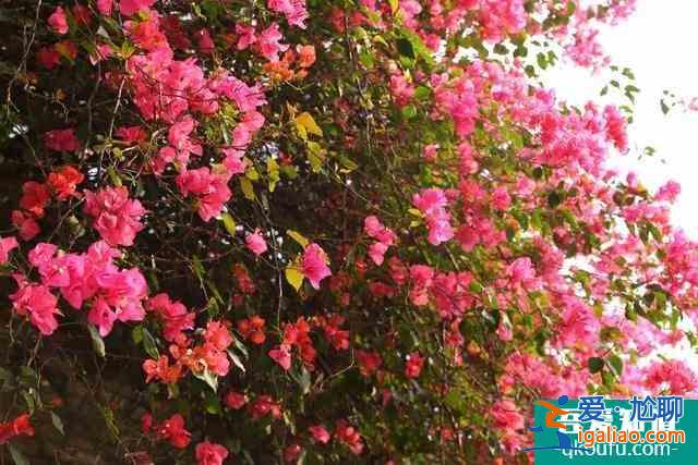 2021觀音山森林公園開放時間 東莞觀音山森林公園開放了嗎? 2021觀音山森林公園開放時間 東莞觀音山森林公園開放了嗎?