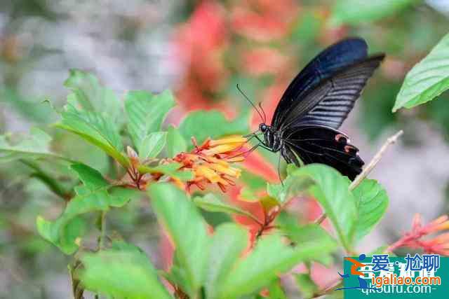 2021觀音山森林公園開放時間 東莞觀音山森林公園開放了嗎? 2021觀音山森林公園開放時間 東莞觀音山森林公園開放了嗎?