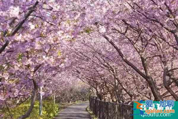 湖南植物園門票需要預約嗎? 現在有什么花可以看？