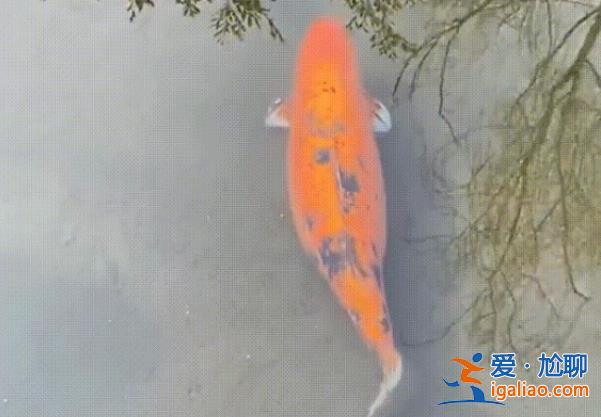 趵突泉的錦鯉胖成“豬鯉”，，建議游客理性投喂[游客理性投喂]？