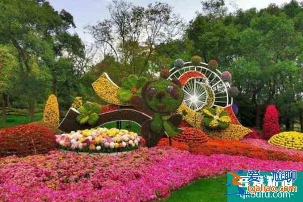 2021上海菊花展名菊歸家活動預(yù)約指南及領(lǐng)取時間？