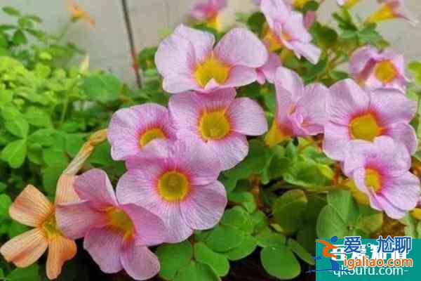 2021上海植物園酢漿草展什么時候開始地點在哪？