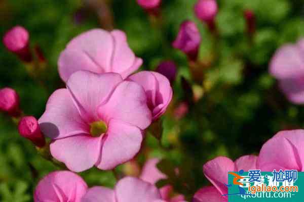 2021上海植物園酢漿草展什么時候開始地點在哪？