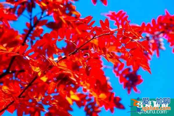 第十五屆中國·重慶長江三峽(巫山)國際紅葉節游玩攻略？