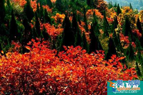 第十五屆中國·重慶長江三峽(巫山)國際紅葉節游玩攻略？