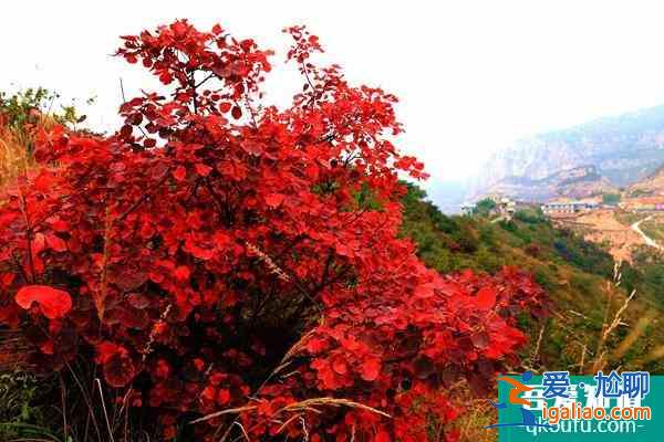 第十五屆中國·重慶長江三峽(巫山)國際紅葉節游玩攻略？