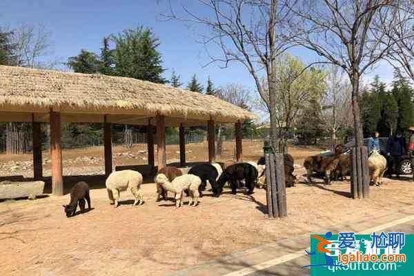 2022年春節(jié)合肥野生動物園門票免費領取教程？
