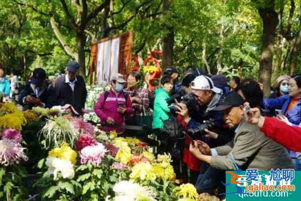 2021上海菊花展將延長至12月3日？