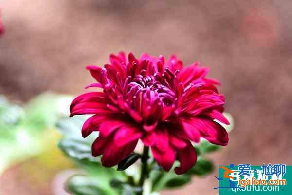 杭州古樹公園菊花展什么時候開展？詳細時間、地點、游玩攻略來了？