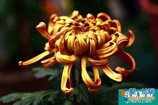 第七屆黃花文化節開幕 這份游玩攻略請收好了？