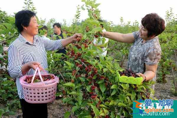 無錫采摘桑葚的好去處？