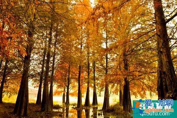 佛山西樵山初冬有什么好玩的？