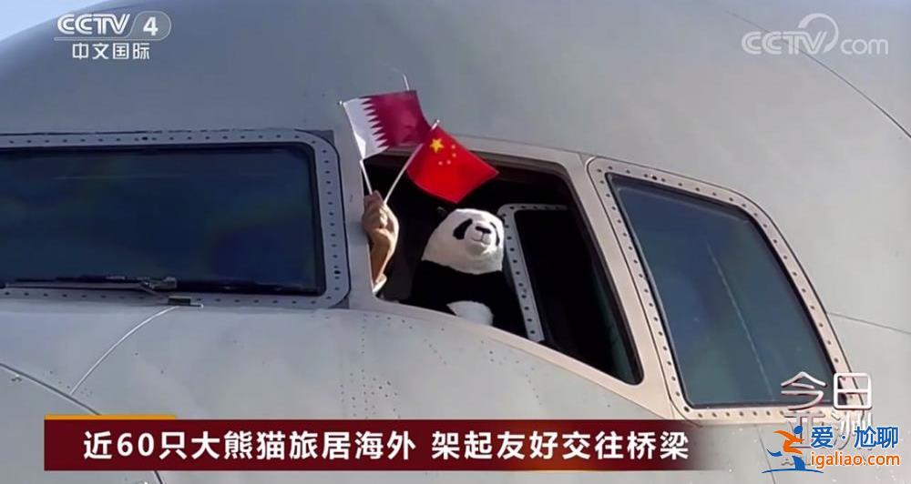 除皮膚病導致的毛發脫落外 食欲良好？