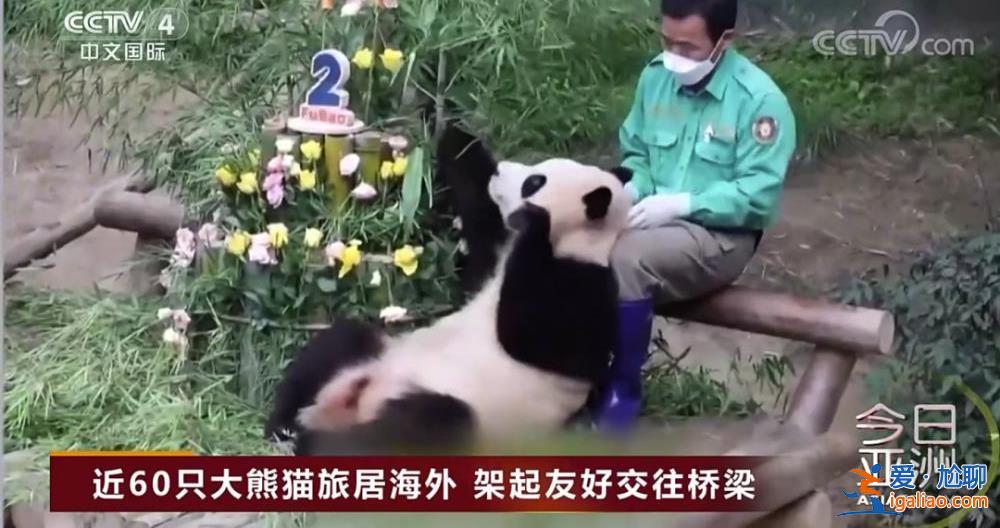 除皮膚病導致的毛發脫落外 食欲良好？