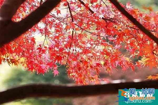 2021花開海上生態園楓葉最佳觀賞時期？