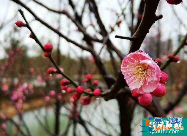 2022上海春節賞梅哪里最好 上海春節賞梅有哪些地方? 2022上海春節賞梅哪里最好 上海春節賞梅有哪些地方?