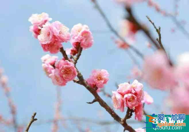 2022上海春節賞梅哪里最好 上海春節賞梅有哪些地方? 2022上海春節賞梅哪里最好 上海春節賞梅有哪些地方?