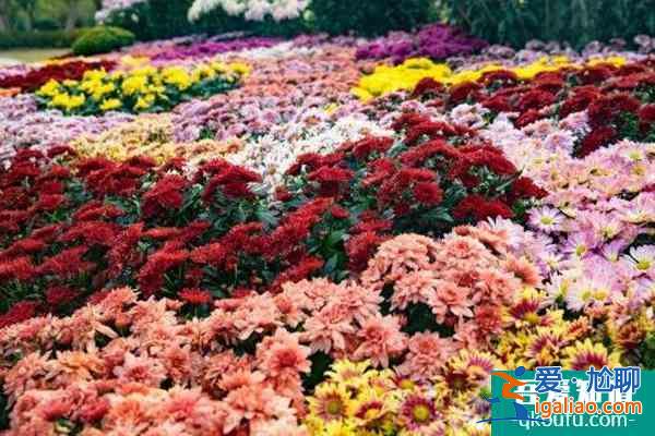 2021深圳東湖公園菊花展預約指南+門票+地址？