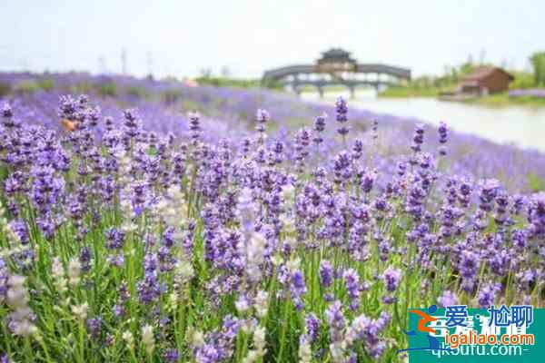 南京侯沖河岸花海11月22日臨時閉園通知？