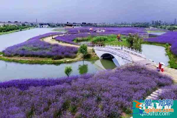 南京侯沖景區河岸花海門票價格及交通指南？