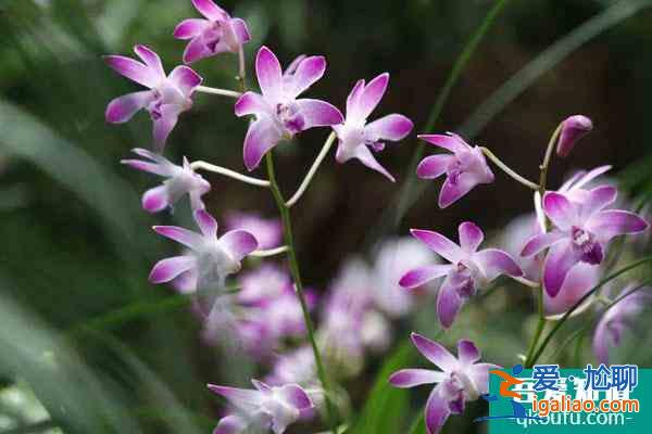 2022武漢最新賞花景點介紹 附觀賞時間？