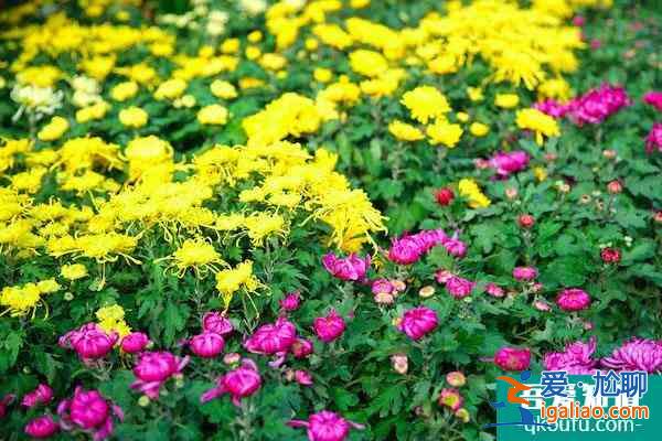 杭州植物園菊花展2021開展時間？