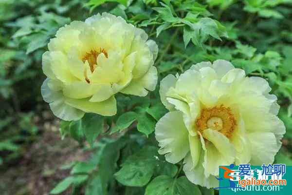 2022武漢植物園牡丹展持續到什么時候?？