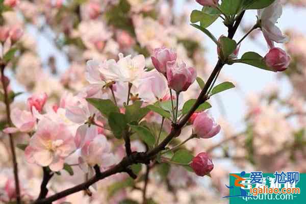 北京春季旅游最佳去處 賞花景點(diǎn)推薦？