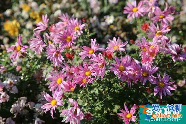 2021南通菊花展什么時候開始？