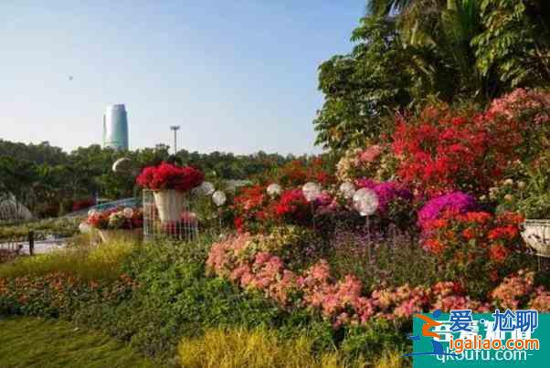 2021深圳蓮花山簕杜鵑花展時間？