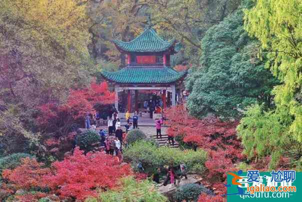 2021岳麓山楓葉最佳觀賞期？