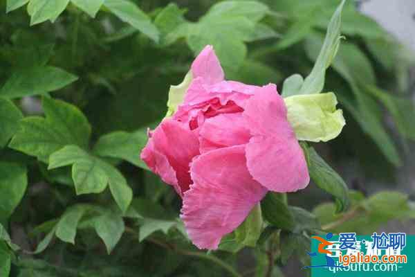 2022武漢植物園牡丹花展什么時候結束？