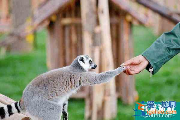 蘭州市野生動物園開了嗎？