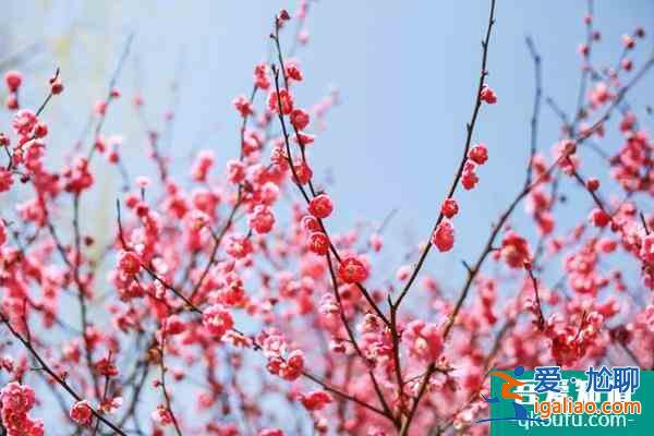 長沙賞梅花的地方匯總？