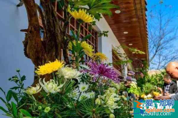 2021長沙岳麓山菊花展時間？