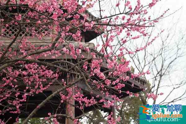 杭州超山梅花什么時候開？