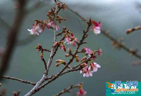 2022湖南省植物園梅花開了嗎及最佳觀賞時(shí)間？