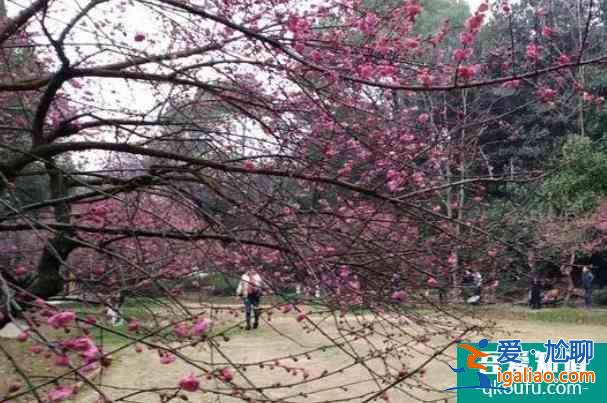 2022湖南省植物園梅花開了嗎及最佳觀賞時(shí)間？