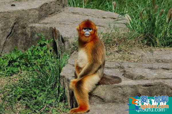 上海動物園和野生動物園哪個好玩？